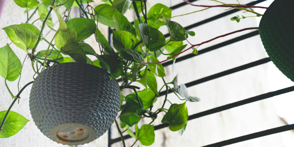 Money Plant Benefits at Home (7 Amazing Benefits You Should Know)