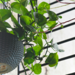 How to Grow Money Plant Faster (7 Simple Tips for Quick Growth)