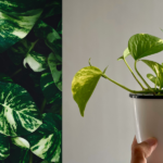 how to take care of money plant