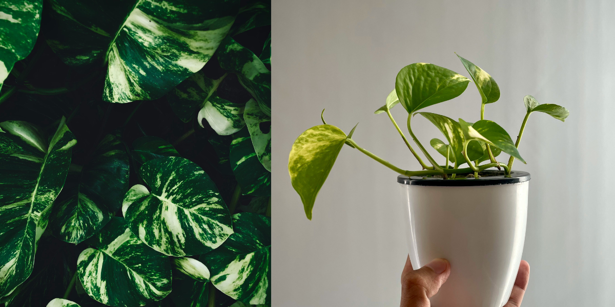 how to take care of money plant