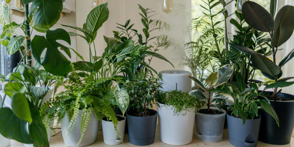 Top 10 Indoor Plants for Home (Easy & Low-Maintenance Plants)
