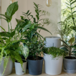 Top 10 Indoor Plants for Home (Easy & Low-Maintenance Plants)